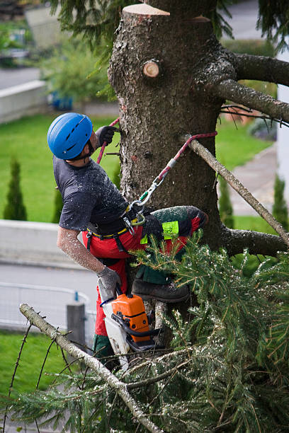 How Our Tree Care Process Works  in  Kearney Park, MS